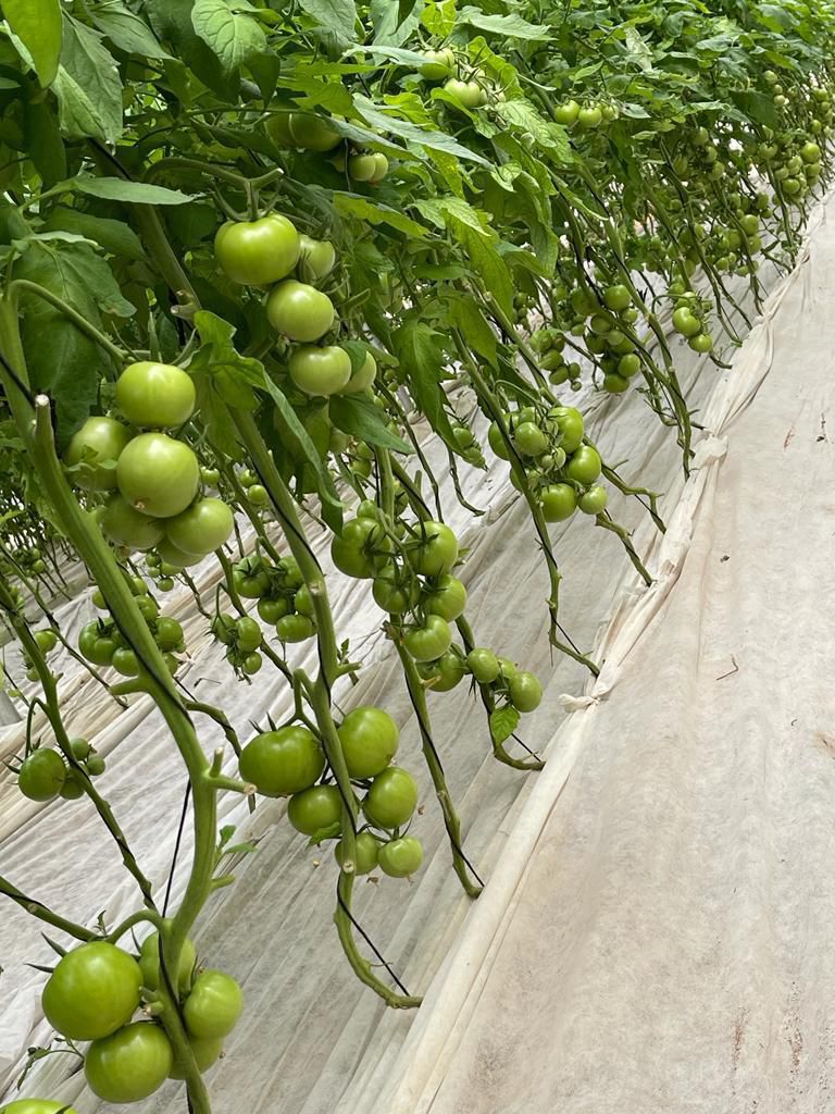 Tomato Green
